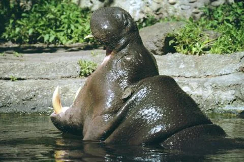 Hungry Hippo Foto stock