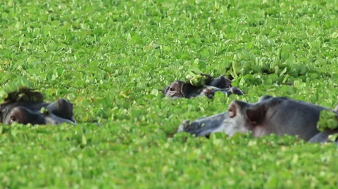 Hungry Hippos in Kenya Stock Footage 31506723