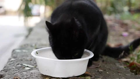 Hungry homeless black cat eats from a plastic bowl outside. Concept of stray Stock Footage 147275585