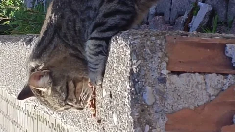 Hungry homeless cat eats food Stock Footage 233498737