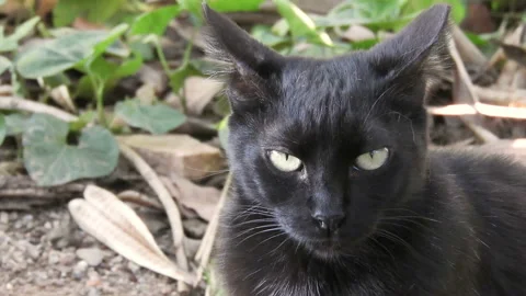 Hungry homeless cat Stock Footage 121730409