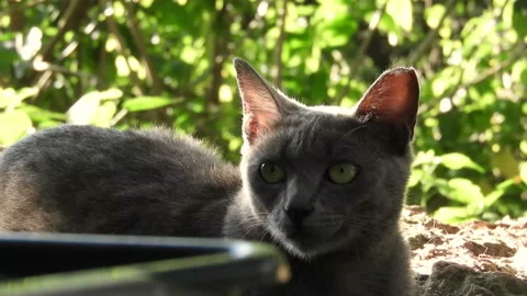 Hungry homeless cat Stock Footage 121974375