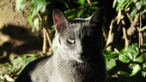 Hungry homeless cat. Stock Footage 142671768