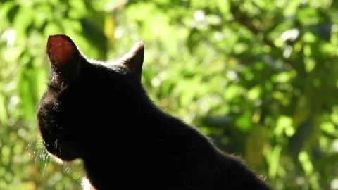 Hungry homeless cat. Stock Footage 142672253