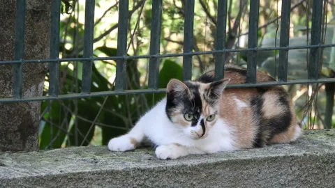 Hungry homeless cat Stock Footage 143170320