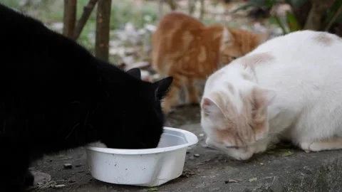 Hungry homeless cats eats from a plastic bowl outside. Concept of stray animals Stock Footage 147275804