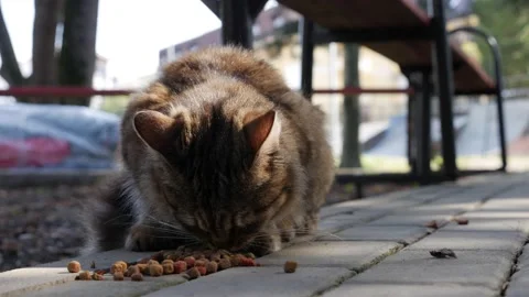Hungry homeless striped cat eatsdry food outside. Concept of stray animals Stock Footage 151918717