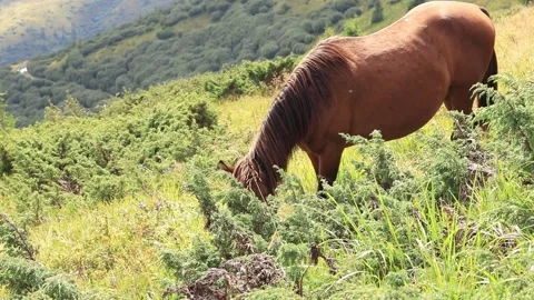 Hungry horse eats green grass in sunny weather, mountain landscape. Livestock Stock Footage 248774975