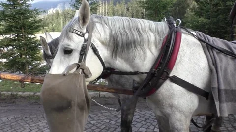 Hungry horse eats oats from bag after the carriage ride Stock Footage 56586975