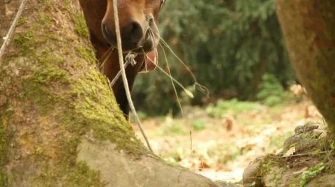 Hungry horse Stock Footage 863361