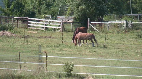 Hungry Horses Video stock 22772133