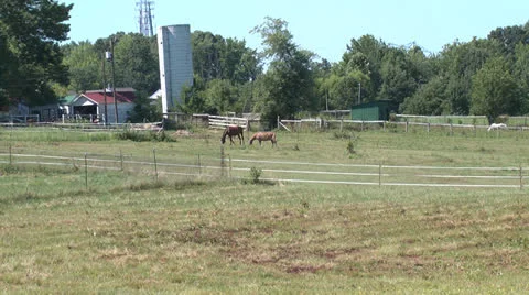 Hungry Horses wide Video stock 22772138