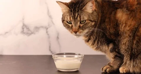 Hungry house Cat drinks milk licking lips Stock Footage 125452194