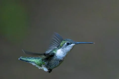 Hungry Hummingbird Hovering Stock Photos