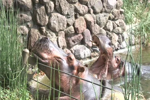 Hungry, hungry hippos! Video stock 548719