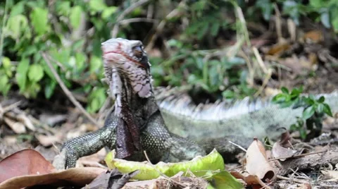 Hungry Iguana Vídeos de archivo 49584655