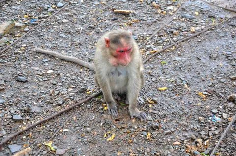 The hungry innocent monkey Stock Photos