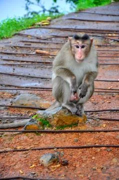 The hungry innocent monkey Stock Photos
