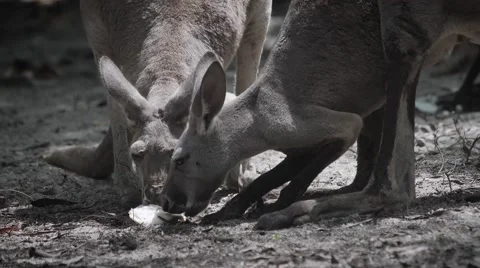 Hungry Kangaroos in 4K Stock Footage 67424862