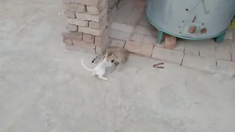 Hungry Kitten Asking Its Mother for Milk Stock Footage 346503779
