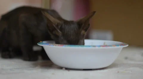 Hungry kitten eats from bowl Stock Footage 37263502