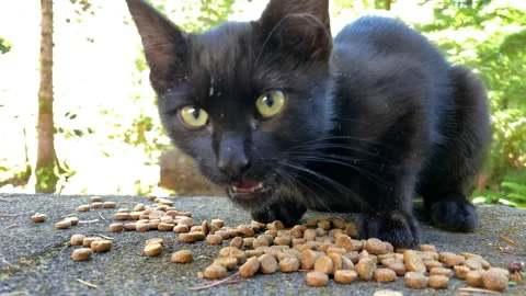 Hungry Kitten Makes Adorable Sounds While Eating Video stock 141012745