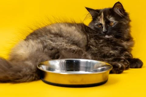 Hungry kitten sitting with an empty food bowl against a yellow background Stock Photos
