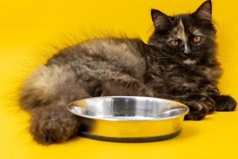 Hungry kitten sitting with an empty food bowl against a yellow background Stock Photos