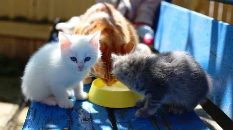 Hungry Kittens Stock Footage 40502846