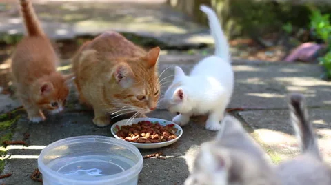 Hungry Kittens Video stock 40755796