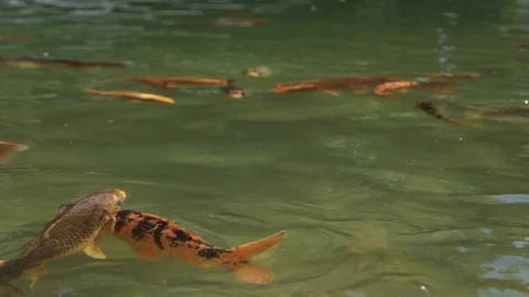 Hungry Koi Fish C0006 Vidéo 89056104