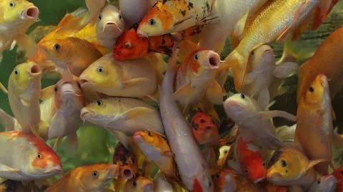 Hungry Koi Fish Crowding and Opening Mouths, Underwater Close Up Stock Footage 328991322
