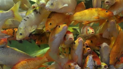 Hungry Koi Fish Crowding and Opening Mouths, Underwater Close Up Stock Footage 328991350