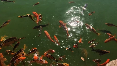 Hungry Koi Fish Stock Footage 89241490