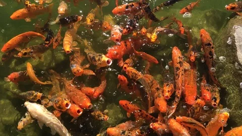 Hungry Koi Fish Video stock 89241796