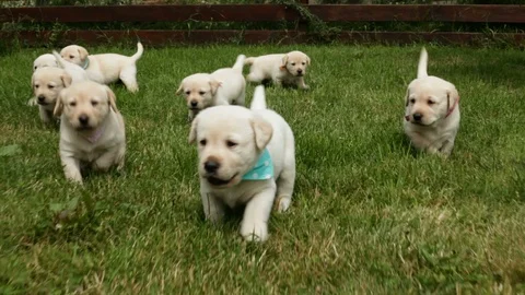 Hungry labrador puppies running to the feeding bowls - close up Stock Footage