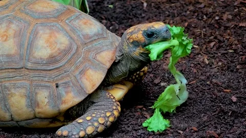  A hungry land turtle head eating  Stock Footage 299372695