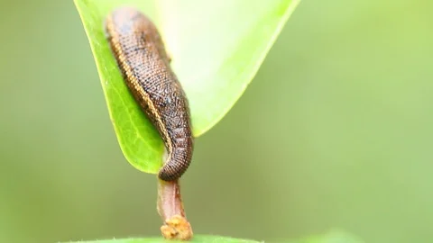 A hungry leech which is a blood sucker parasite on a leaf trying to sense Stock Footage 129284764