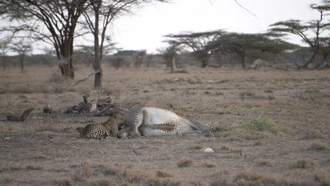 A hungry leopard finds a dead zebra and begins to eat it 스톡 동영상 219743893