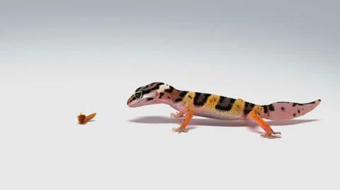 Hungry Leopard Gecko Stock Footage 25571443