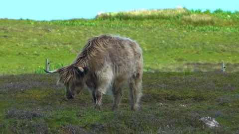 Hungry Light Brown Highland Cattle is Eating Grass, Slow Motion Stock Footage 161183111