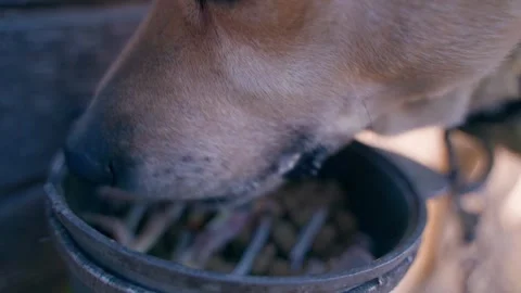 Hungry light-colored dog eats chicken bones from a feeder, close-up in slow Stock Footage 310927289