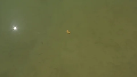 Hungry little fish flock chasing food Stock Footage 79695371