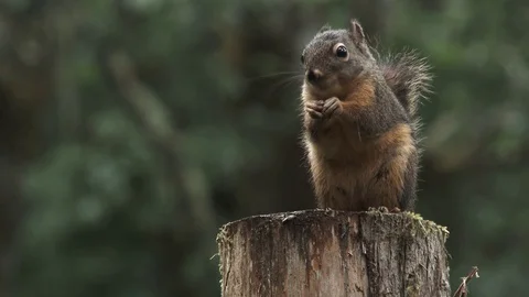 Hungry Little Squirrel Close Up Stock Footage 76623016