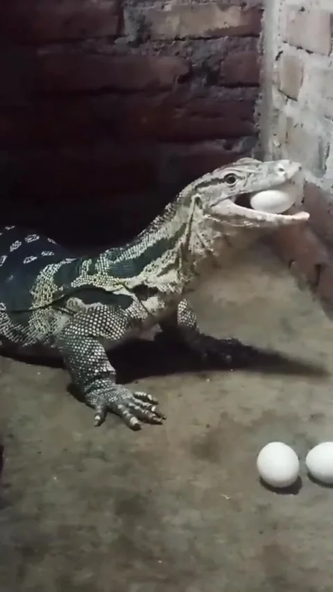 Hungry lizard eats eggs Stock Footage 244474463