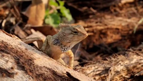 Hungry Lizard 動画素材 137406195