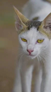 Hungry looks cat Stock Photos