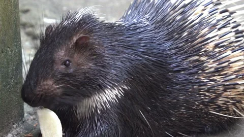 Hungry malayan porcupine or himalayan po... | Stock Video | Pond5