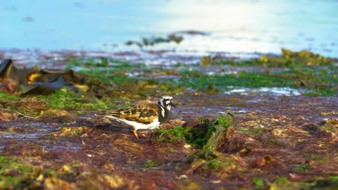 Hungry Marine Bird with Beautiful Patterns Eats Inside Seaweeds, Handheld Shot Stock Footage 156766320