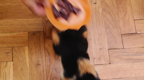 Hungry mixed bred home Cat eating Stock Footage 35960593